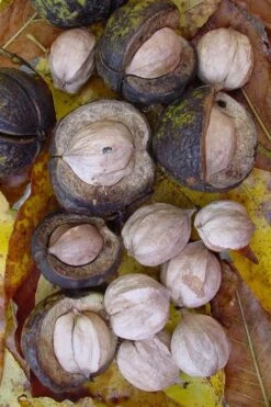 Shagbark Hickory Tree (Carya Ovata) - 3 Gallon Pot -Green Haven Sales carya ovata shagbark hickory tree nuts 5