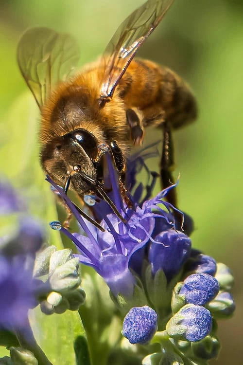 Beekeeper Blue Mist Shrub (Caryopteris) - 3 Gallon Pot 1 Beekeeper Blue Mist Shrub (Caryopteris) - 3 Gallon Pot
