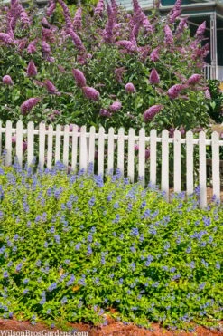 Beekeeper Blue Mist Shrub (Caryopteris) - 3 Gallon Pot 13 Beekeeper Blue Mist Shrub (Caryopteris) - 3 Gallon Pot -Green Haven Sales caryopteris beekeeper bluebeard 5