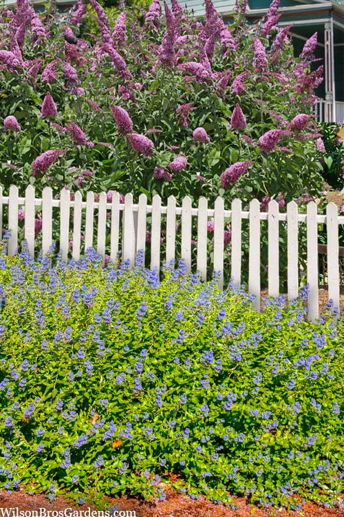 Beekeeper Blue Mist Shrub (Caryopteris) - 3 Gallon Pot 7 Beekeeper Blue Mist Shrub (Caryopteris) - 3 Gallon Pot - Image 7