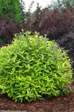 Beekeeper Blue Mist Shrub (Caryopteris) - 3 Gallon Pot 11 Beekeeper Blue Mist Shrub (Caryopteris) - 3 Gallon Pot -Green Haven Sales caryopteris beekeeper bluebeard 6