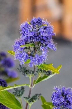 Beekeeper Blue Mist Shrub (Caryopteris) - 3 Gallon Pot 10 Beekeeper Blue Mist Shrub (Caryopteris) - 3 Gallon Pot -Green Haven Sales caryopteris beeker bluebeard 2