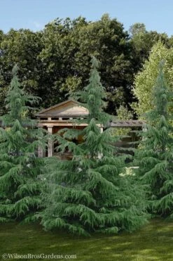 Deodar Cedar - 3 Gallon Pot -Green Haven Sales cedar deodar 24 1