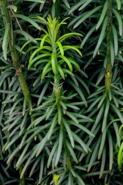 Fastigiata Upright Japanese Plum Yew - 3 Gallon Pot -Green Haven Sales cephalotaxus harringtonia fastigiata upright japanese plum yew 101