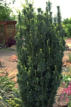 Fastigiata Upright Japanese Plum Yew - 3 Gallon Pot -Green Haven Sales cephalotaxus harringtonia fastigiata upright japanese plum yew 102