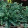 Creeping Japanese Plum Yew (Cephalotaxus Harringtonia 'Prostrata') - 1 Gallon Pot