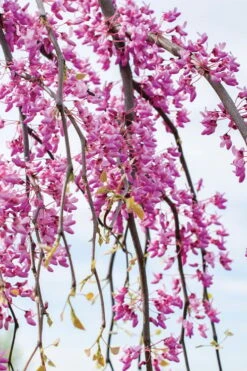 Golden Falls Weeping Redbud Tree - 3 Gallon Pot (1-2') -Green Haven Sales cercis canadensis golden falls weeping redbud 4