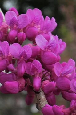 Oklahoma Redbud Tree - 5 Gallon Pot -Green Haven Sales cercis canadensis oklahoma redbud tree 1