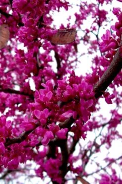 Oklahoma Redbud Tree - 5 Gallon Pot -Green Haven Sales cercis canadensis oklahoma redbud tree 5