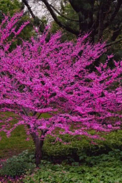 Oklahoma Redbud Tree - 5 Gallon Pot -Green Haven Sales cercis canadensis oklahoma redbud tree 6