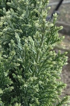 Snow White Lawson's Cypress (Chamaecyparis Lawsoniana) - 3 Gallon Pot -Green Haven Sales chamaecyparis obtusa blue feathers hinoki cypress 3