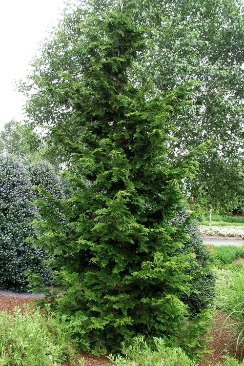 Slender Hinoki Cypress - 3 Gallon Pot (1.5-2') 3 Slender Hinoki Cypress - 3 Gallon Pot (1.5-2') - Image 3