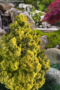 Golden Dwarf Hinoki Cypress - Chamaecyparis Obtusa 'Nana Lutea' - 2 Gallon Pot -Green Haven Sales chamaecyparis obtusa nana lutea 100