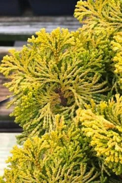 Golden Dwarf Hinoki Cypress - Chamaecyparis Obtusa 'Nana Lutea' - 2 Gallon Pot -Green Haven Sales chamaecyparis obtusa nana lutea 103