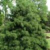 Green Thread Cypress (Chamaecyparis Pisifera Filifera) - 3 Gallon Pot