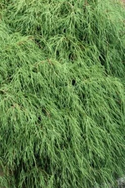 Green Thread Cypress (Chamaecyparis Pisifera Filifera) - 3 Gallon Pot -Green Haven Sales chamaecyparis pisifera filifera green thread cypress 3