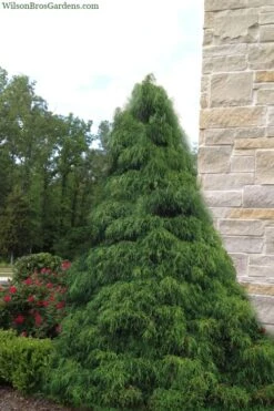 Green Thread Cypress (Chamaecyparis Pisifera Filifera) - 3 Gallon Pot -Green Haven Sales chamaecyparis pisifera filifera green thread cypress 4