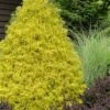 Gold Mop Threadleaf Cypress - 6 Pack Of 1 Gallon Pots