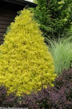 Gold Mop Threadleaf Cypress - 3 Gallon Pot
