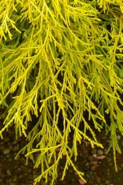 Gold Mop Threadleaf Cypress - 6 Pack Of 1 Gallon Pots -Green Haven Sales chamaecyparis pisifera gold mop cypress 102 1