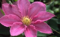 Abilene Clematis - 1 Gallon Pot -Green Haven Sales clematis abilene 12