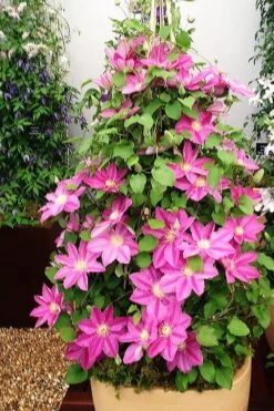 Abilene Clematis - 1 Gallon Pot -Green Haven Sales clematis abilene 13
