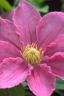 Abilene Clematis - 1 Gallon Pot -Green Haven Sales clematis abilene 500x750 1