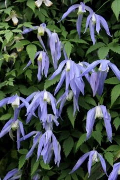 Blue Dancer Clematis - 1 Gallon Pot -Green Haven Sales clematis alpina blue dancer 3