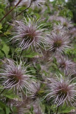 Blue Dancer Clematis - 1 Gallon Pot -Green Haven Sales clematis alpina blue dancer 8