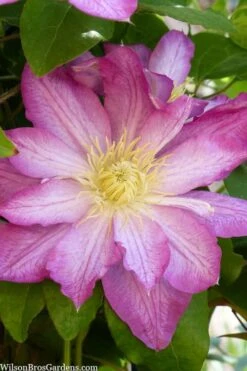 Asao Clematis - 1 Gallon Pot 10 Asao Clematis - 1 Gallon Pot -Green Haven Sales clematis asao 10