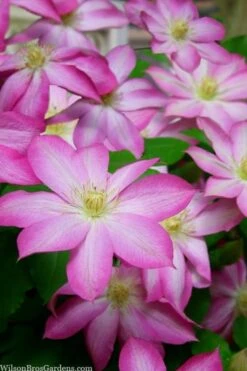 Asao Clematis - 1 Gallon Pot 11 Asao Clematis - 1 Gallon Pot -Green Haven Sales clematis asao 15