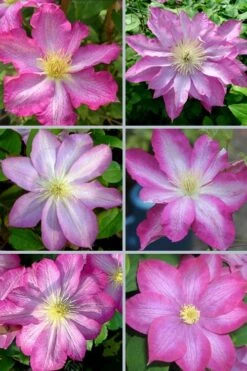 Asao Clematis - 1 Gallon Pot 13 Asao Clematis - 1 Gallon Pot -Green Haven Sales clematis asao 18
