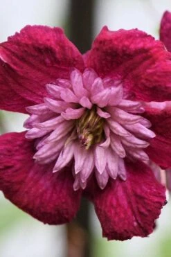 Avant-Garde Clematis - 1 Gallon Pot -Green Haven Sales clematis avant garde 4