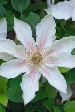 Corinne Clematis - 1 Gallon Pot -Green Haven Sales clematis corinne 14