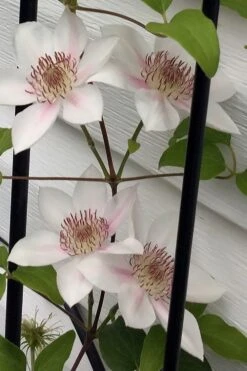 Corinne Clematis - 1 Gallon Pot -Green Haven Sales clematis corinne 17