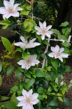 Corinne Clematis - 1 Gallon Pot -Green Haven Sales clematis corinne 18