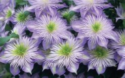 Crystal Fountain Clematis - 1 Gallon Pot 9 Crystal Fountain Clematis - 1 Gallon Pot -Green Haven Sales clematis crystal fountain 2