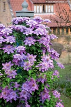 Crystal Fountain Clematis - 1 Gallon Pot 8 Crystal Fountain Clematis - 1 Gallon Pot -Green Haven Sales clematis crystal fountain 3