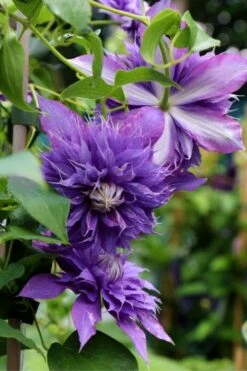 Diamantina Clematis - 1 Gallon Pot -Green Haven Sales clematis diamantina 1