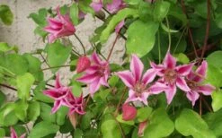 Duchess Of Albany Clematis - 1 Gallon Pot -Green Haven Sales clematis duchess of albany 6