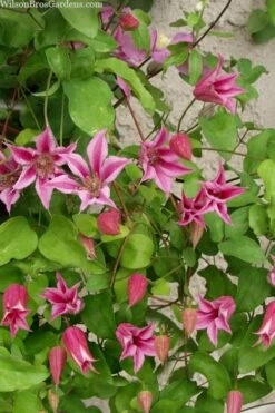 Duchess Of Albany Clematis - 1 Gallon Pot -Green Haven Sales clematis duchess of albany 7