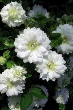 Duchess Of Edinburgh Clematis - 1 Gallon Pot -Green Haven Sales clematis duchess of edinburgh 7
