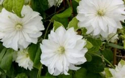 Duchess Of Edinburgh Clematis - 1 Gallon Pot -Green Haven Sales clematis duschess of edinburgh 3