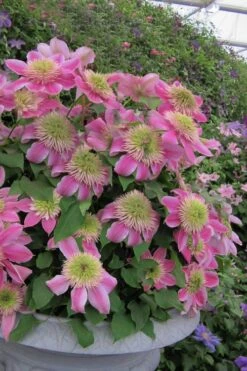 Empress Clematis - 1 Gallon Pot -Green Haven Sales clematis empress 4