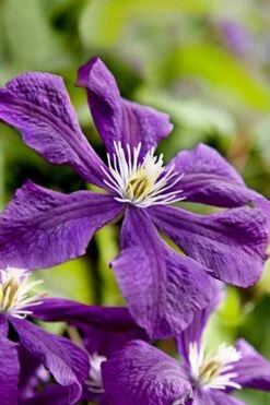 Etoile Violette Clematis - 1 Gallon Pot -Green Haven Sales clematis etoile violette 10