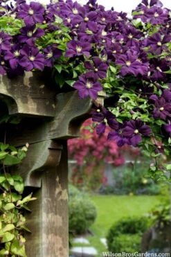 Etoile Violette Clematis - 1 Gallon Pot -Green Haven Sales clematis etoile violette 11