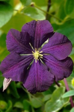 Etoile Violette Clematis - 1 Gallon Pot -Green Haven Sales clematis etoile violette 13