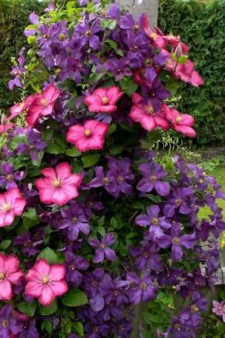 Etoile Violette Clematis - 1 Gallon Pot -Green Haven Sales clematis etoile violette 4