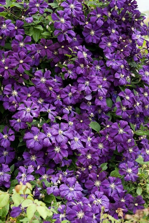 Green Haven Sales 53 Green Haven Sales -Green Haven Sales clematis etoile violette 8