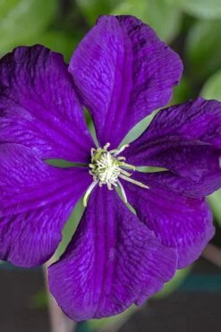 Etoile Violette Clematis - 1 Gallon Pot -Green Haven Sales clematis etolie violette 1